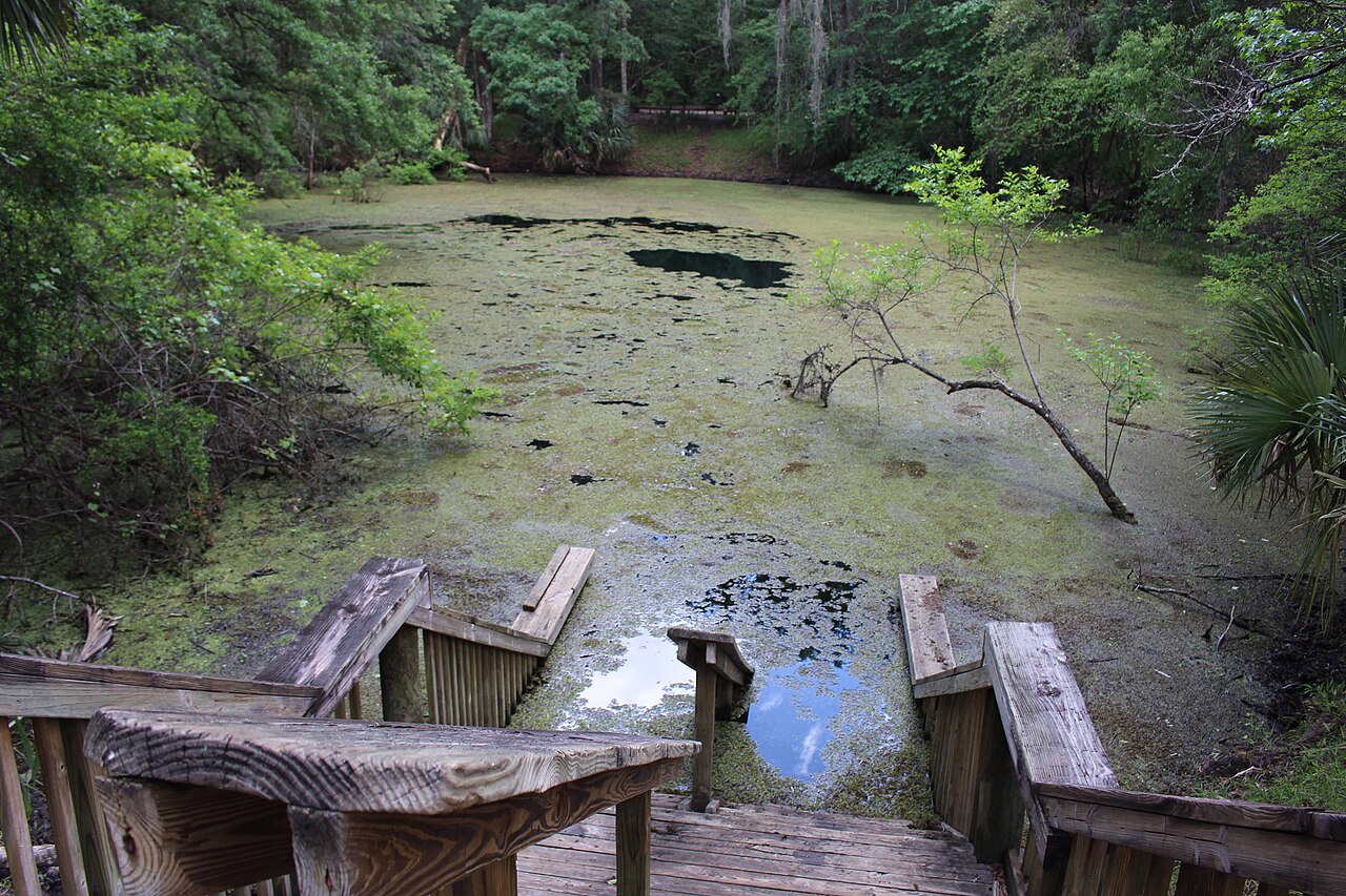 Catfish Hotel sink, Manatee Springs State Park