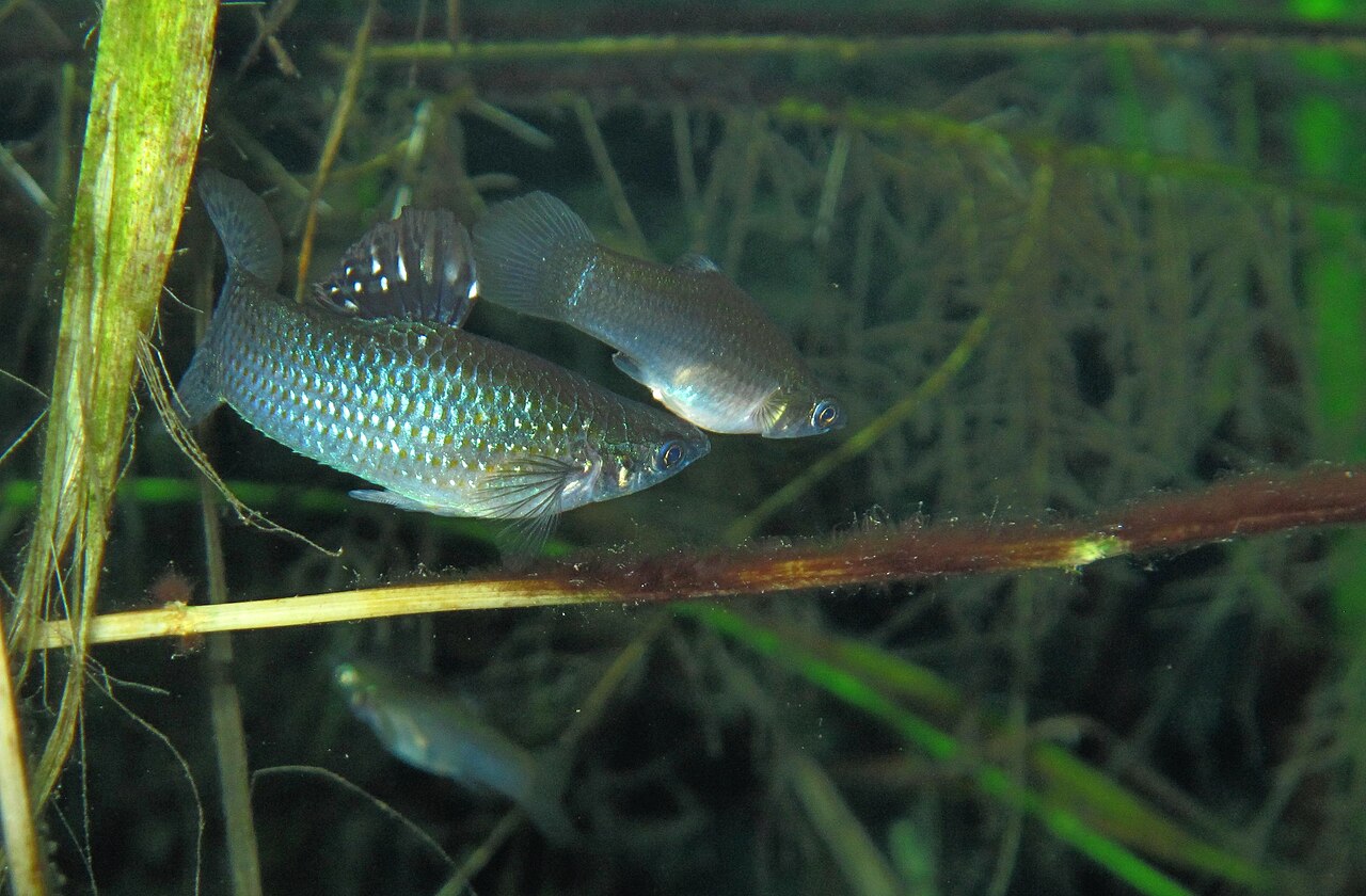 Mangrove mollies photographed in Carwash cenote