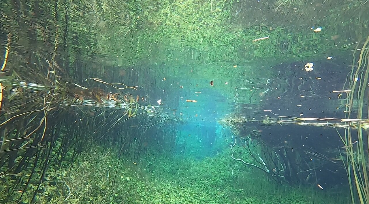 Ewens Ponds