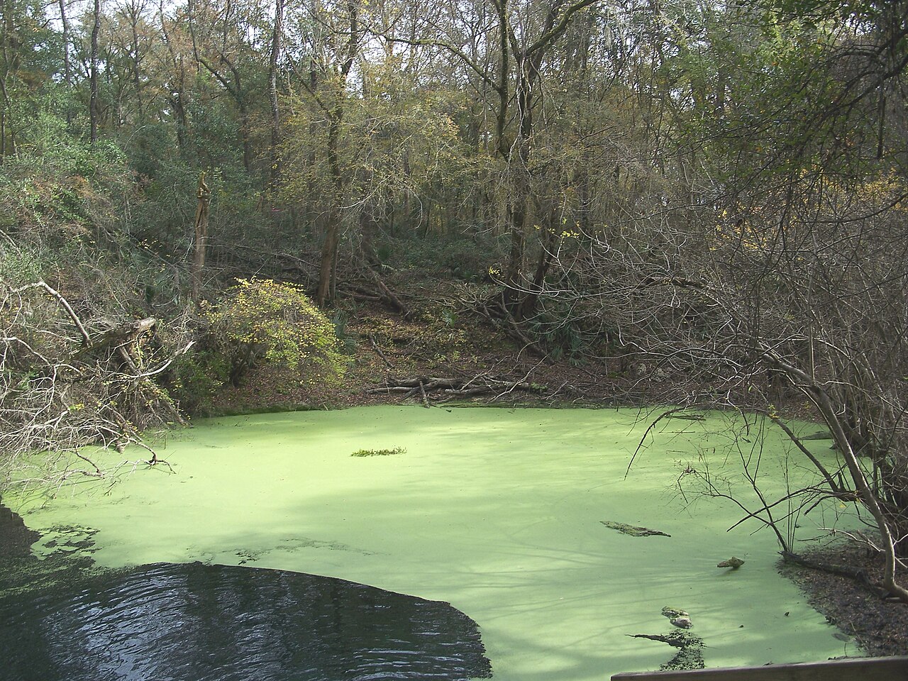 Orange Grove Sink, Peacock Springs State Park (photo 2009-12-06).
