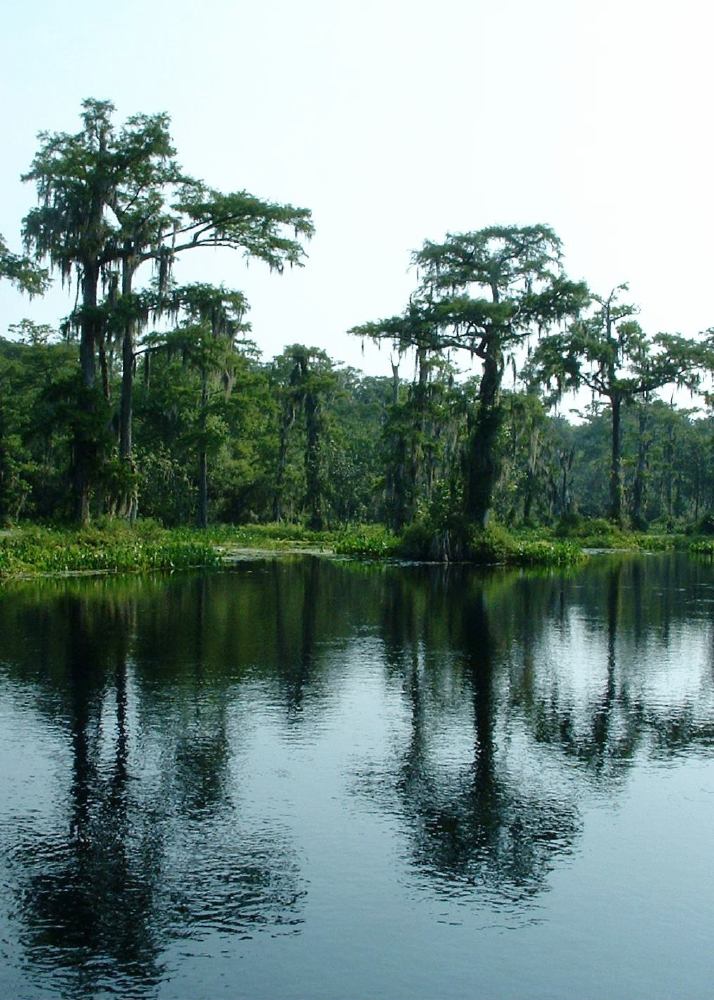 Wakulla Spring where it empties into the Wakulla River.