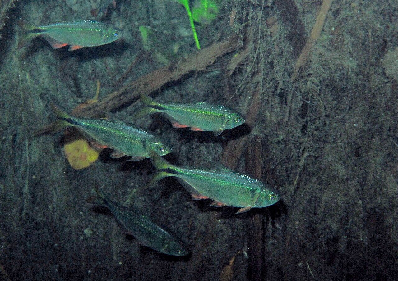 Yucatán tetras photographed in Carwash cenote