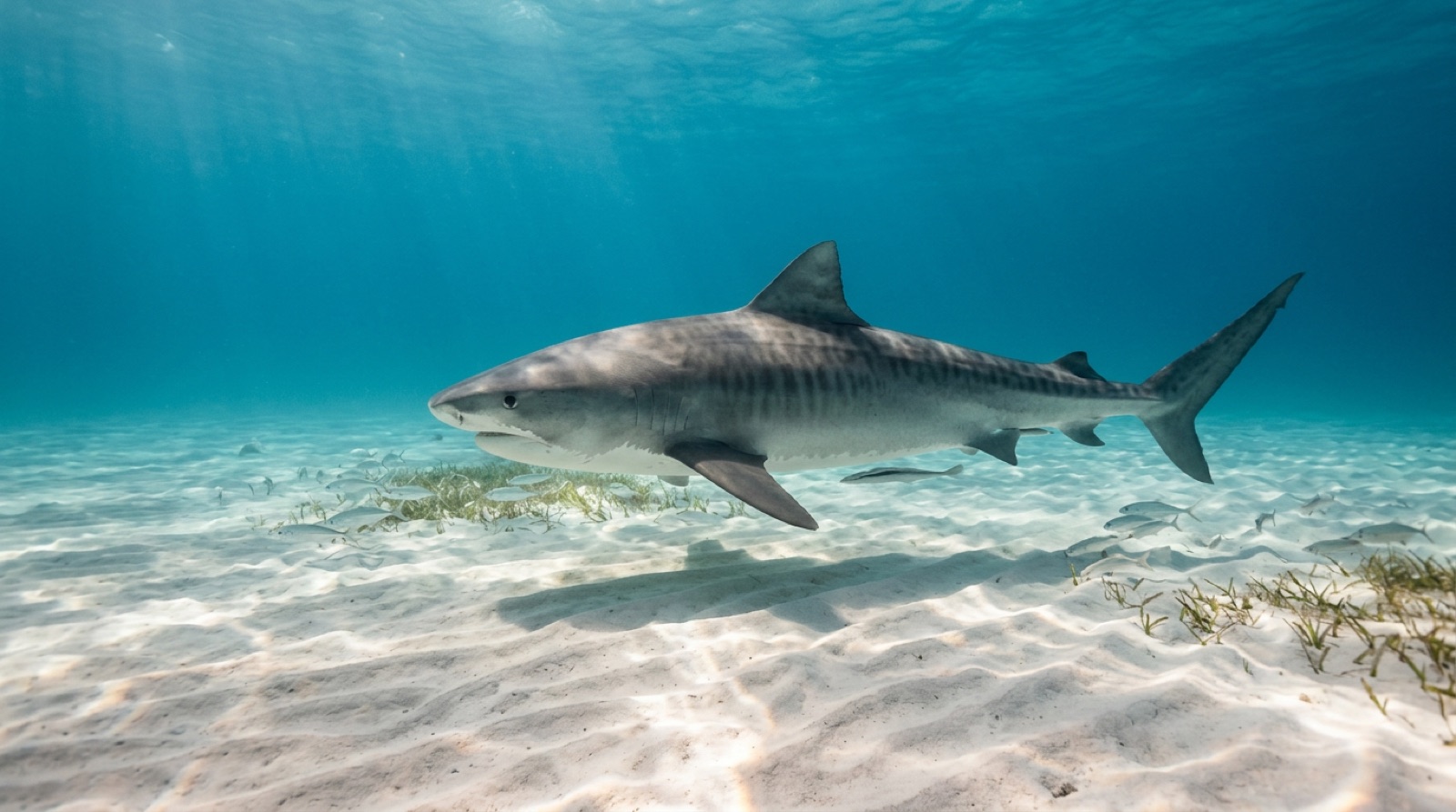Tiger Beach & Grand Bahama — illustration