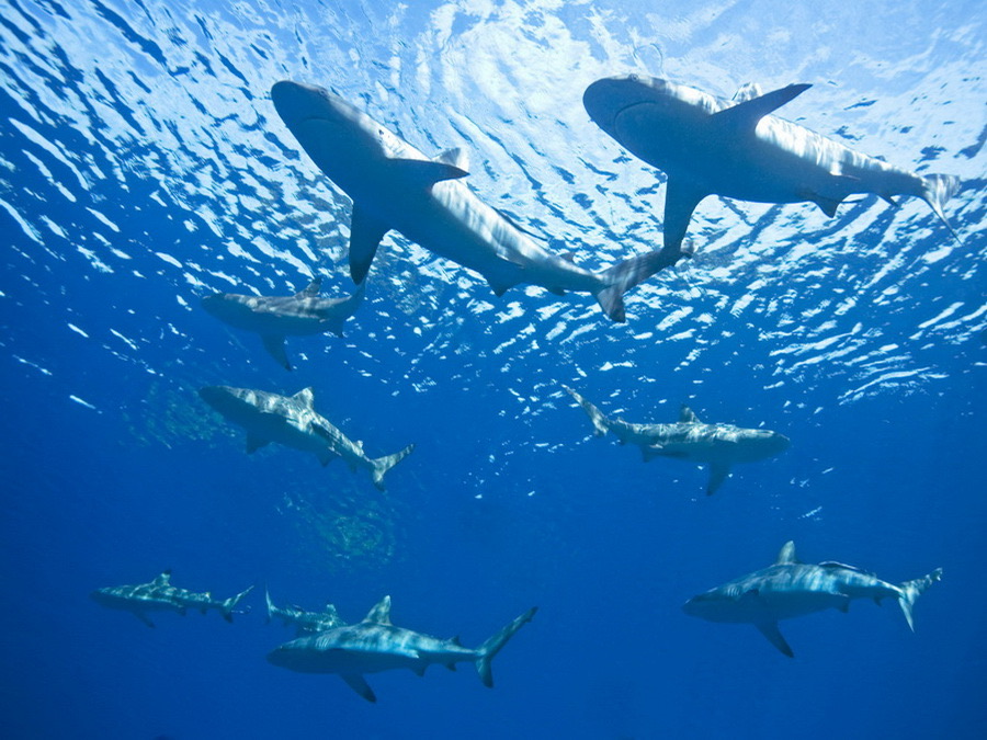 Baa Atoll & Hanifaru Bay