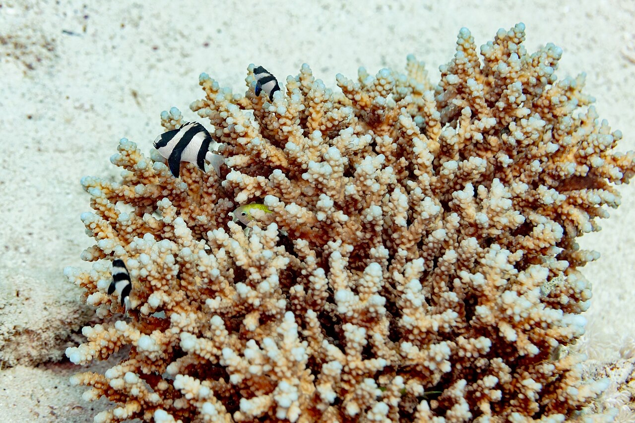 Banda Sea & Ambon