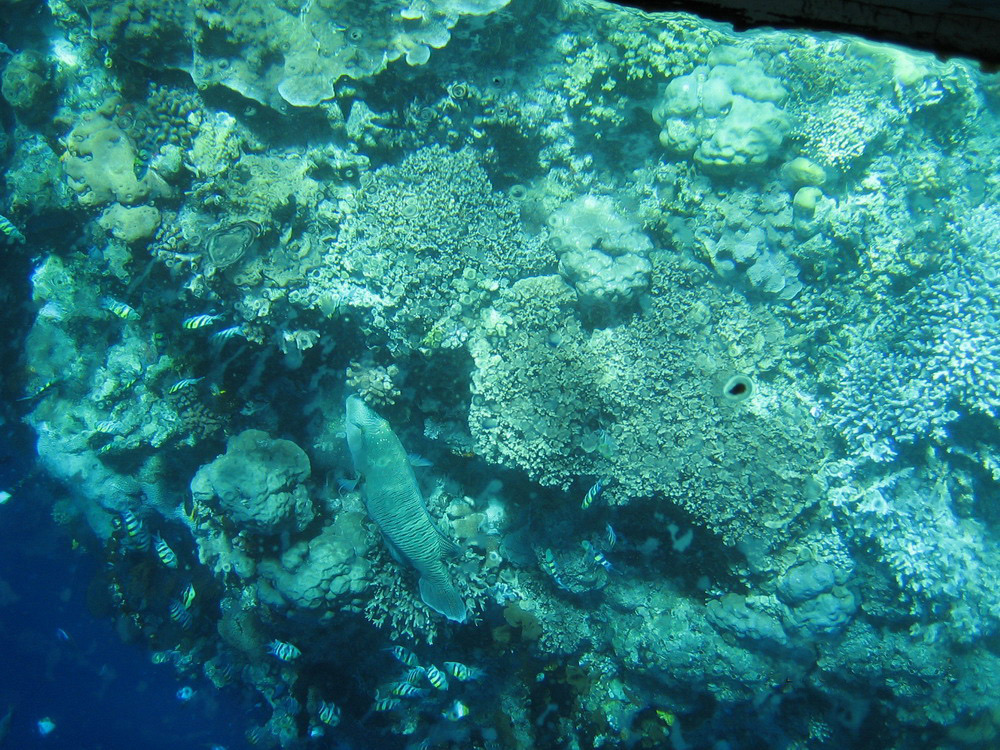 Bunaken & Manado