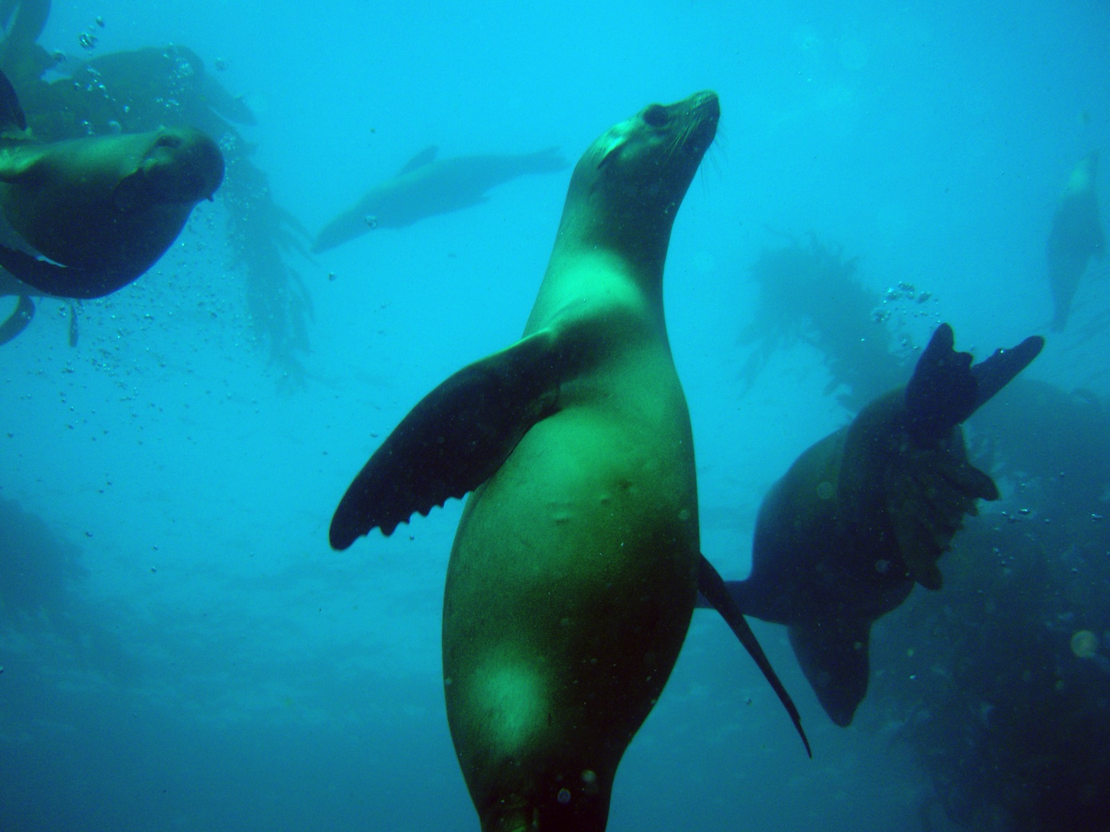 California Channel Islands