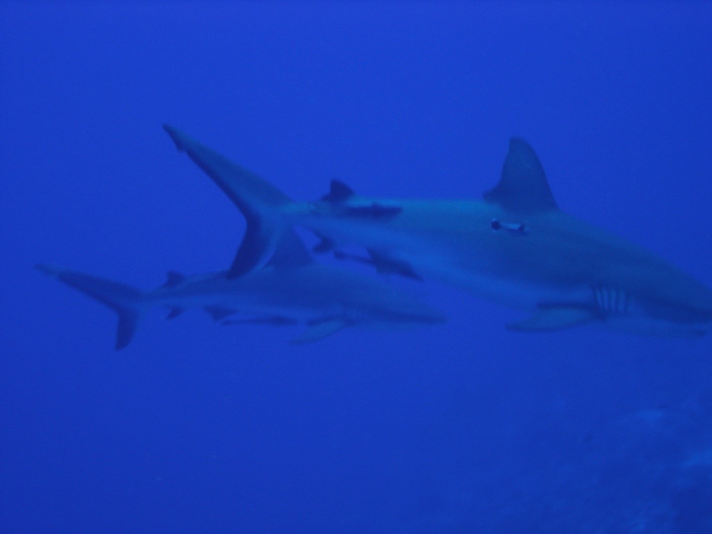Coral Sea & Osprey Reef