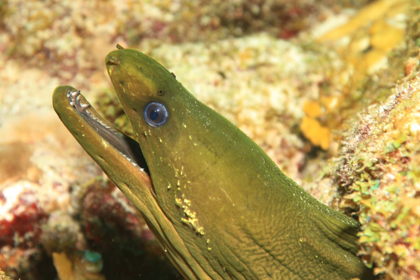 Curaçao