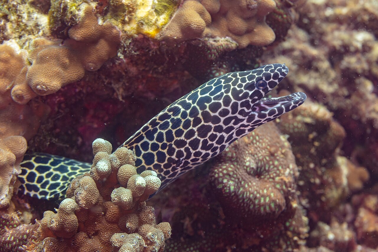 Oman
