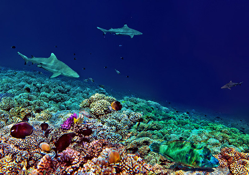 French Polynesia