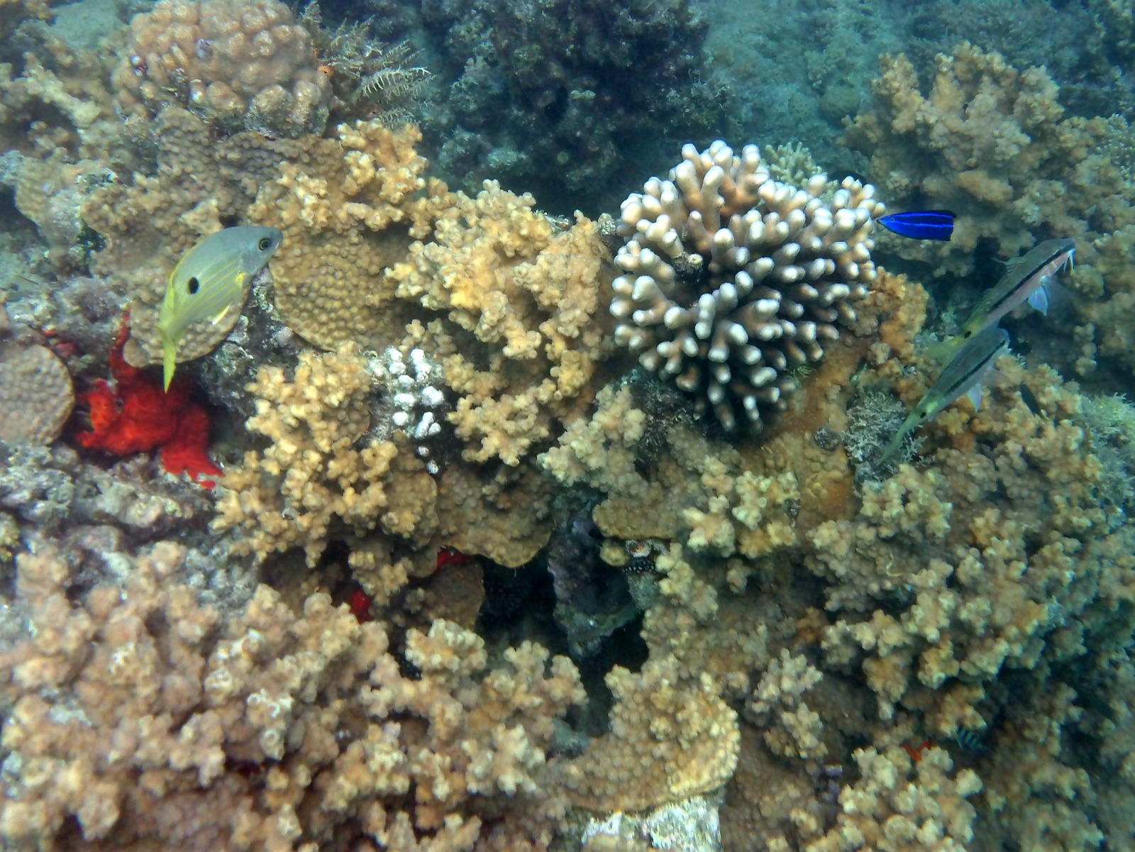 Hurghada & El Gouna