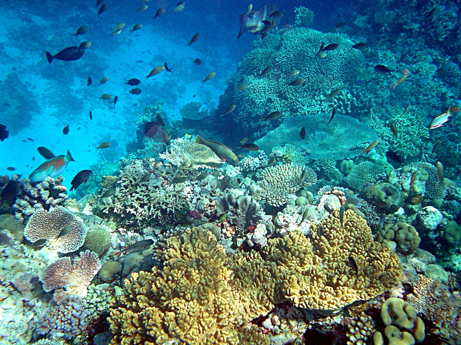 Papua New Guinea
