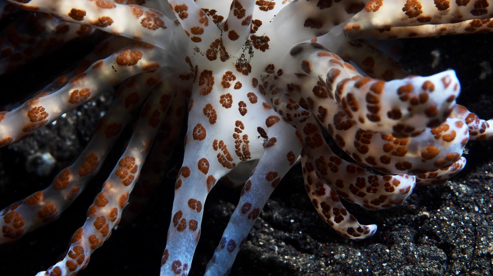 Lembeh Strait