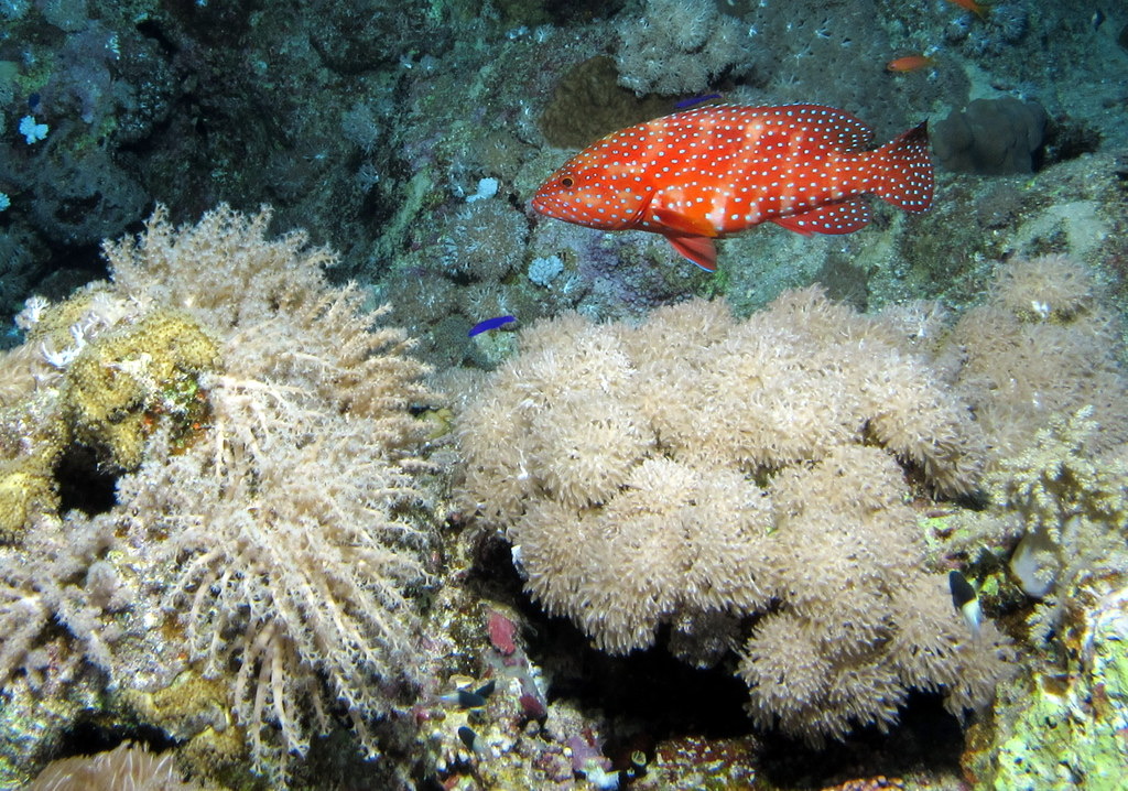 Marsa Alam & the Deep South
