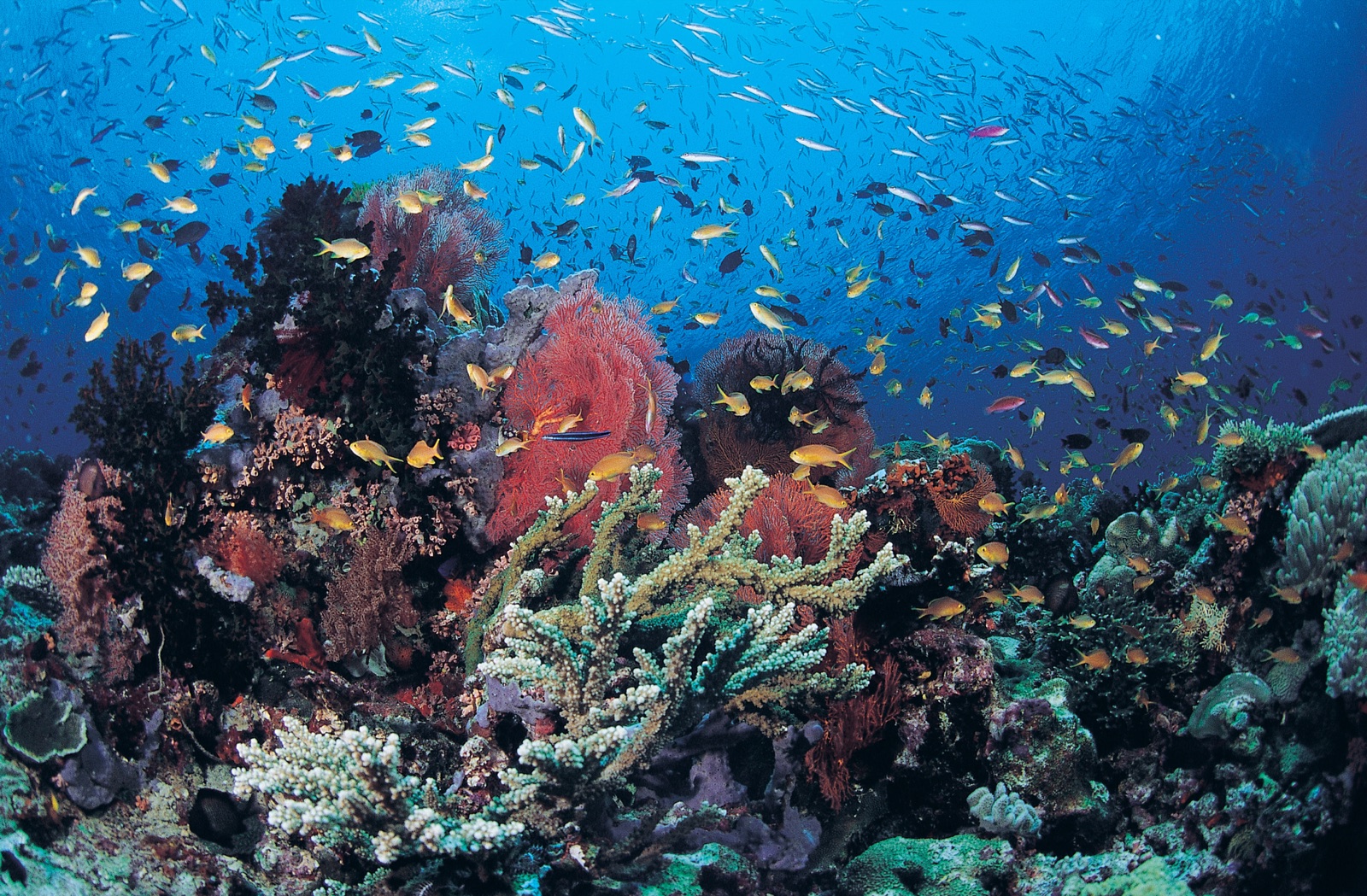 Milne Bay