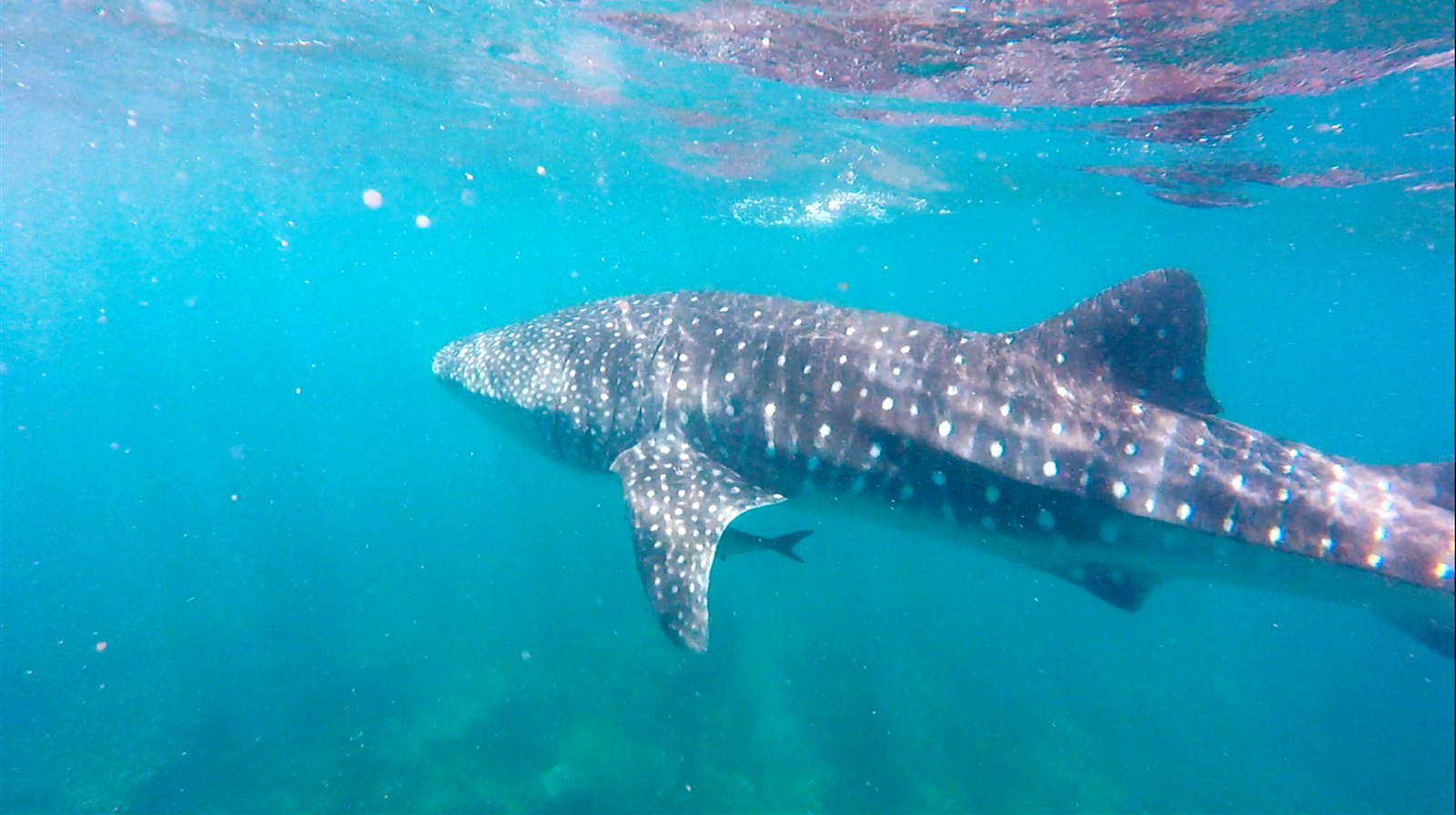 Ningaloo Reef