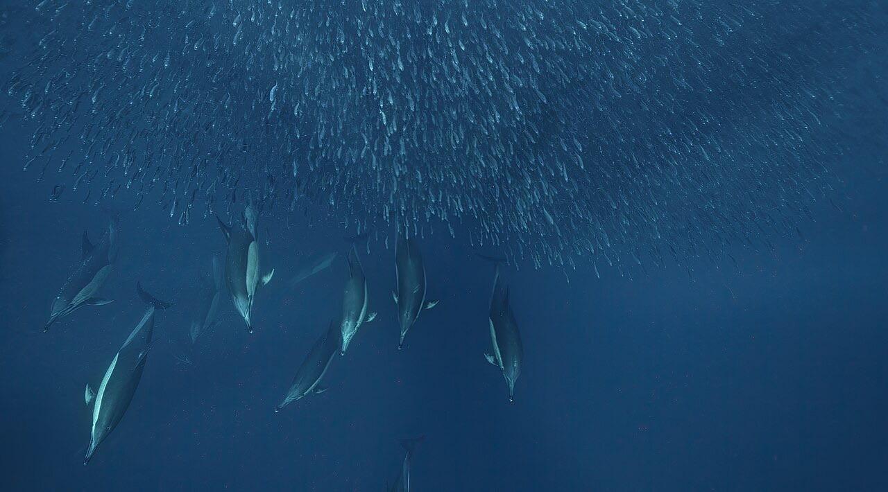 The Sardine Run (Wild Coast)