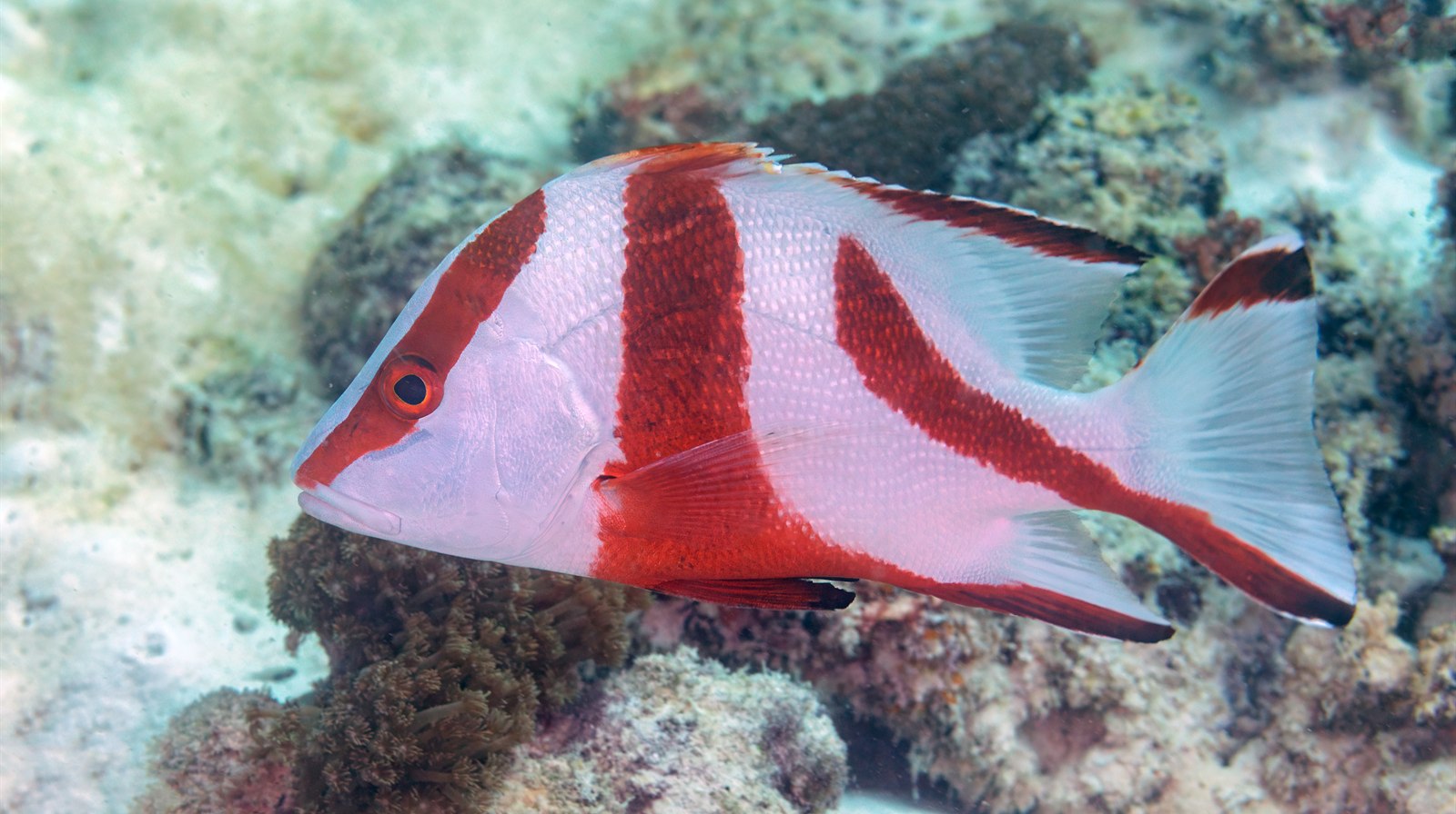 Seychelles