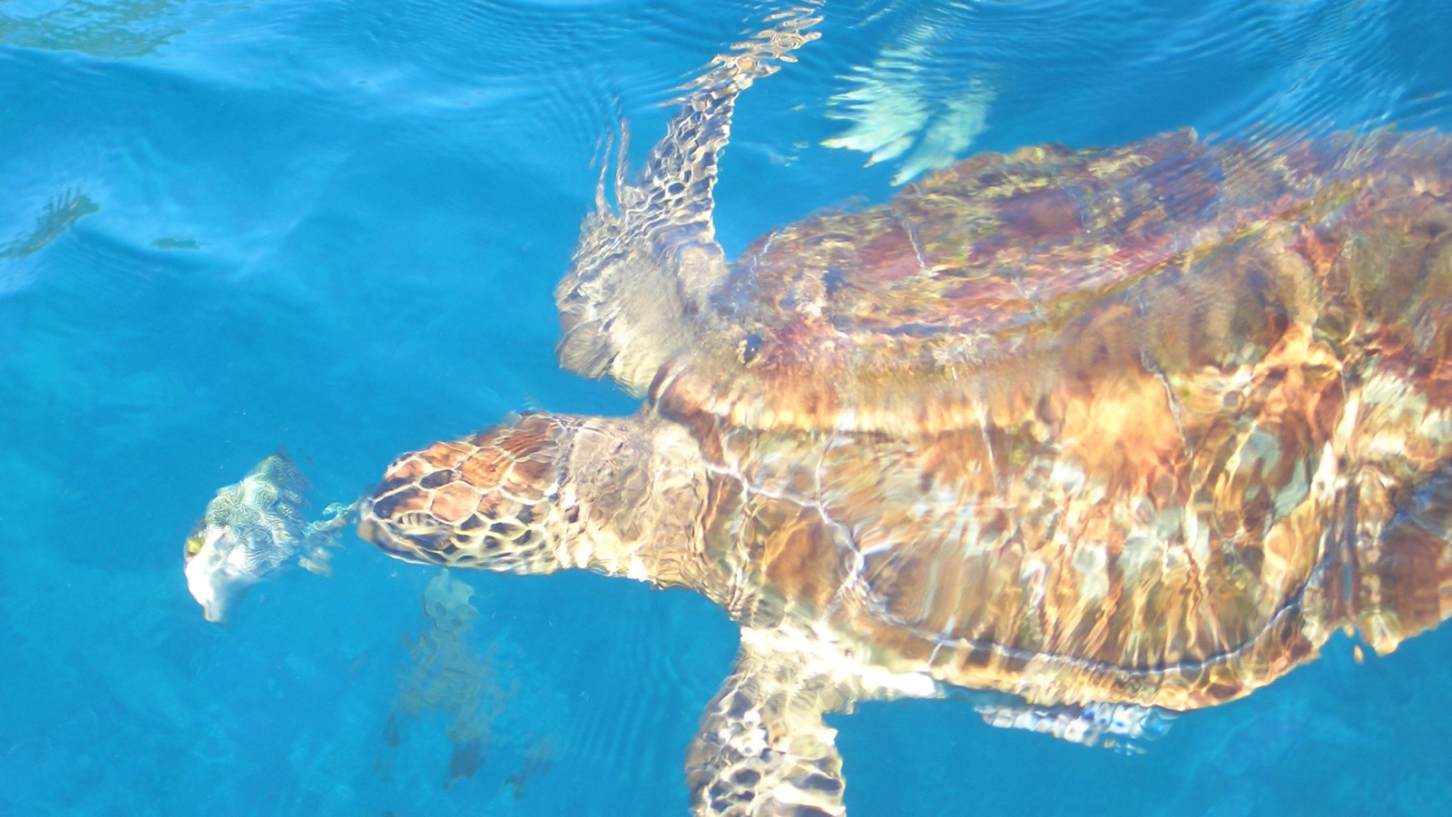 Similan Islands & Richelieu Rock