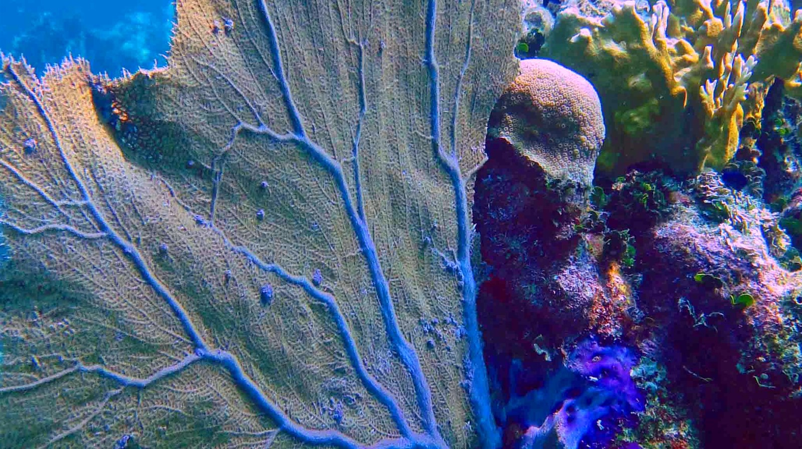 Utila