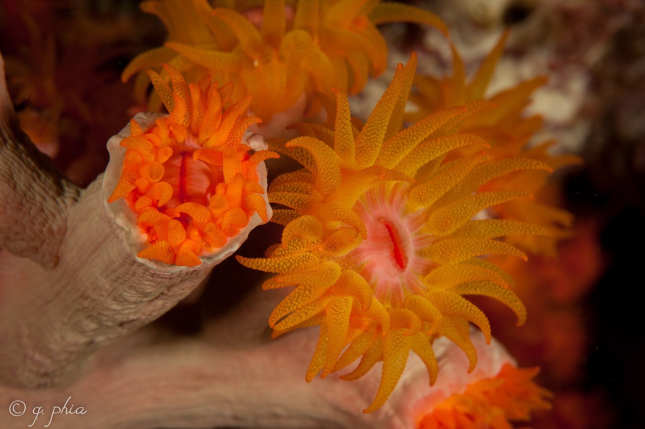 Wakatobi