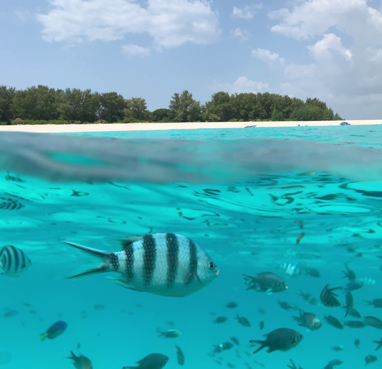 Zanzibar & Mnemba