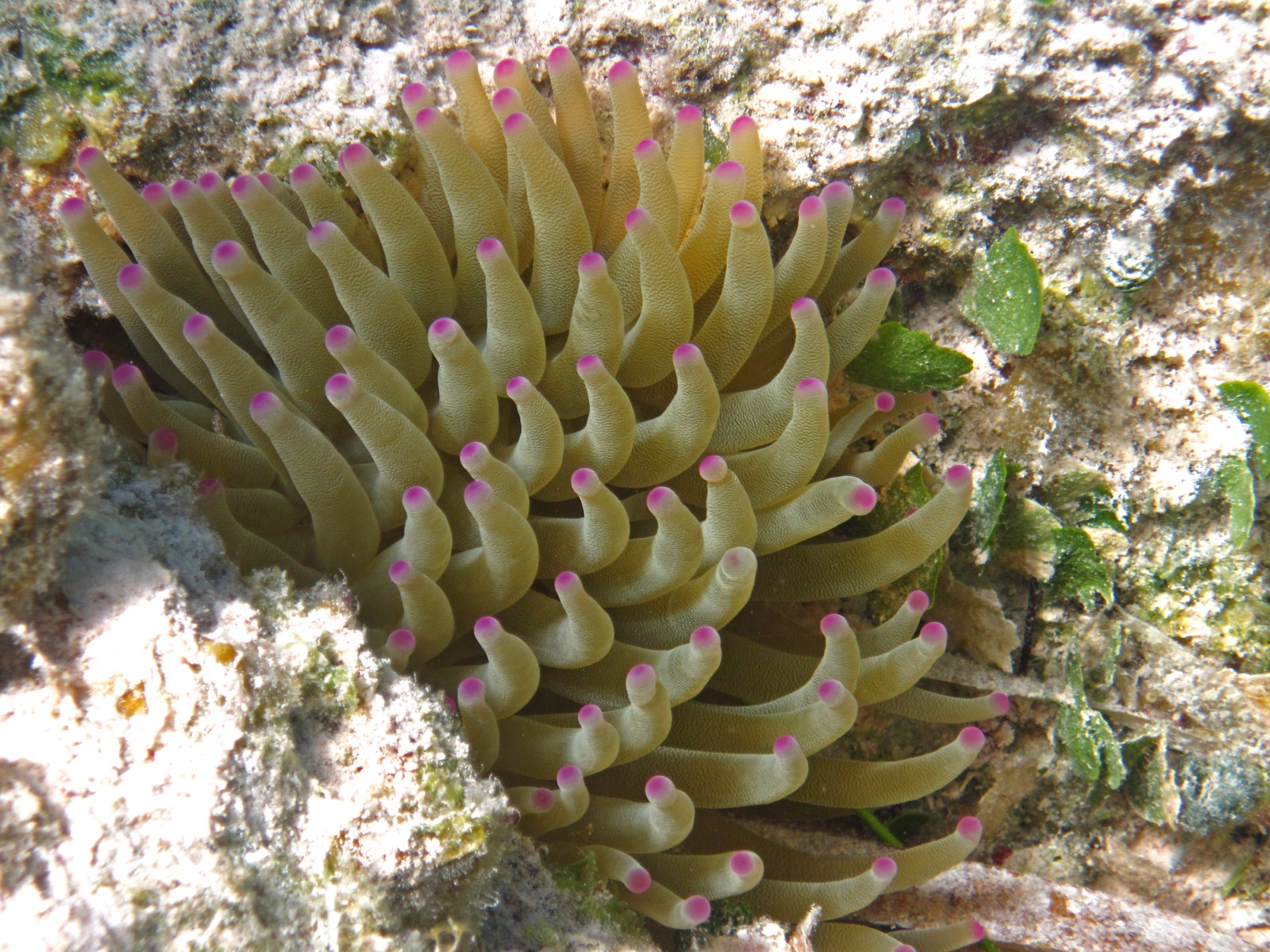 The Best Diving in the Caribbean
