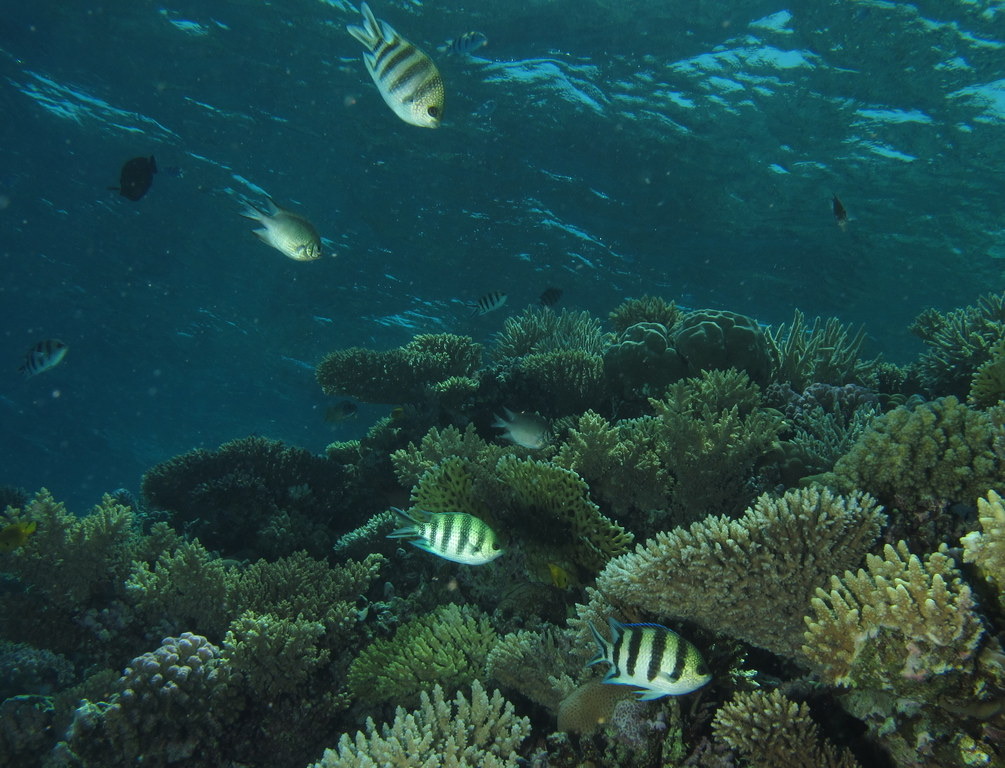 Red Sea & Middle East