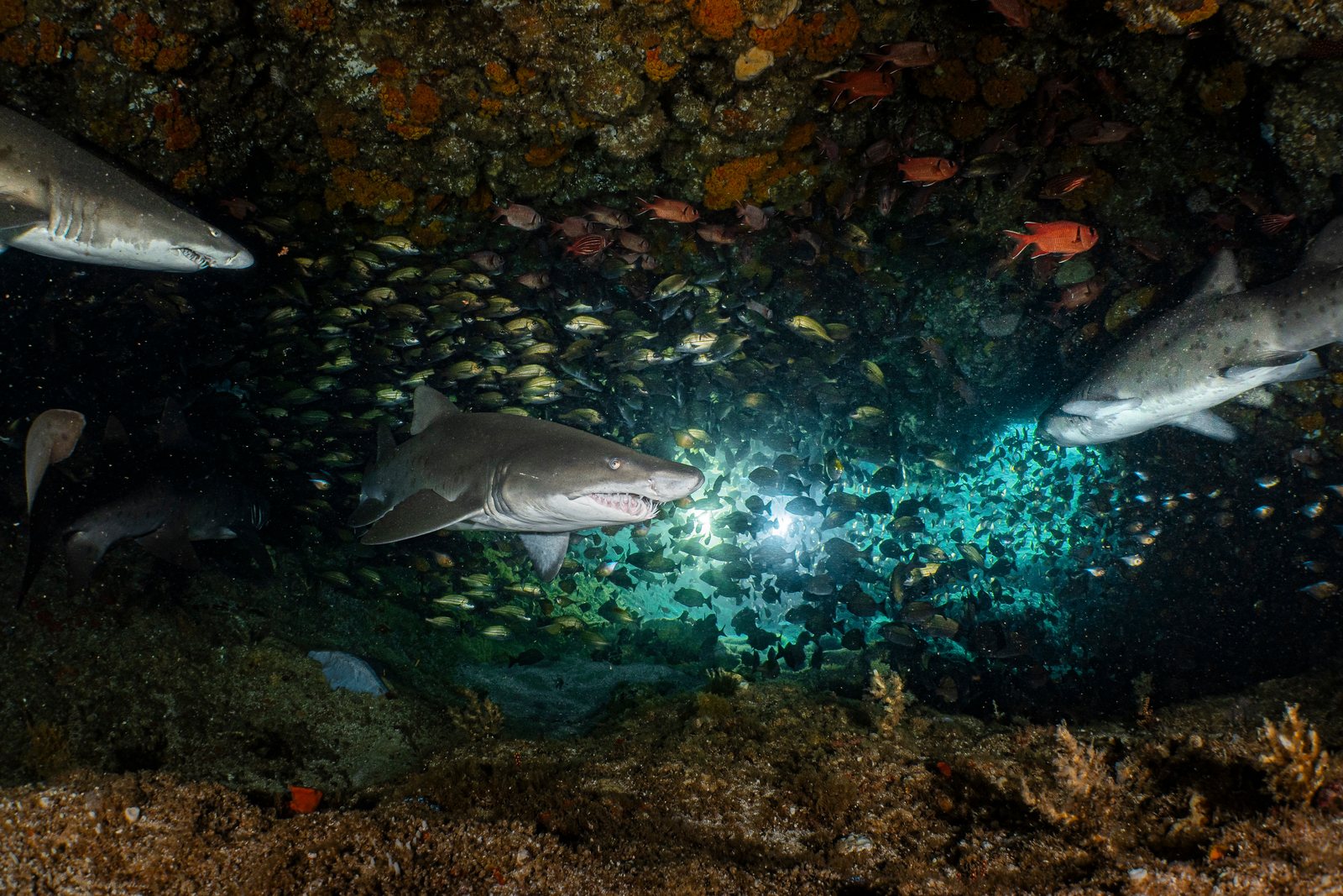Multiple sand tiger sharks gather inside a reef cave at Aliwal Shoal, one of the most famous shark diving locations in South Africa.