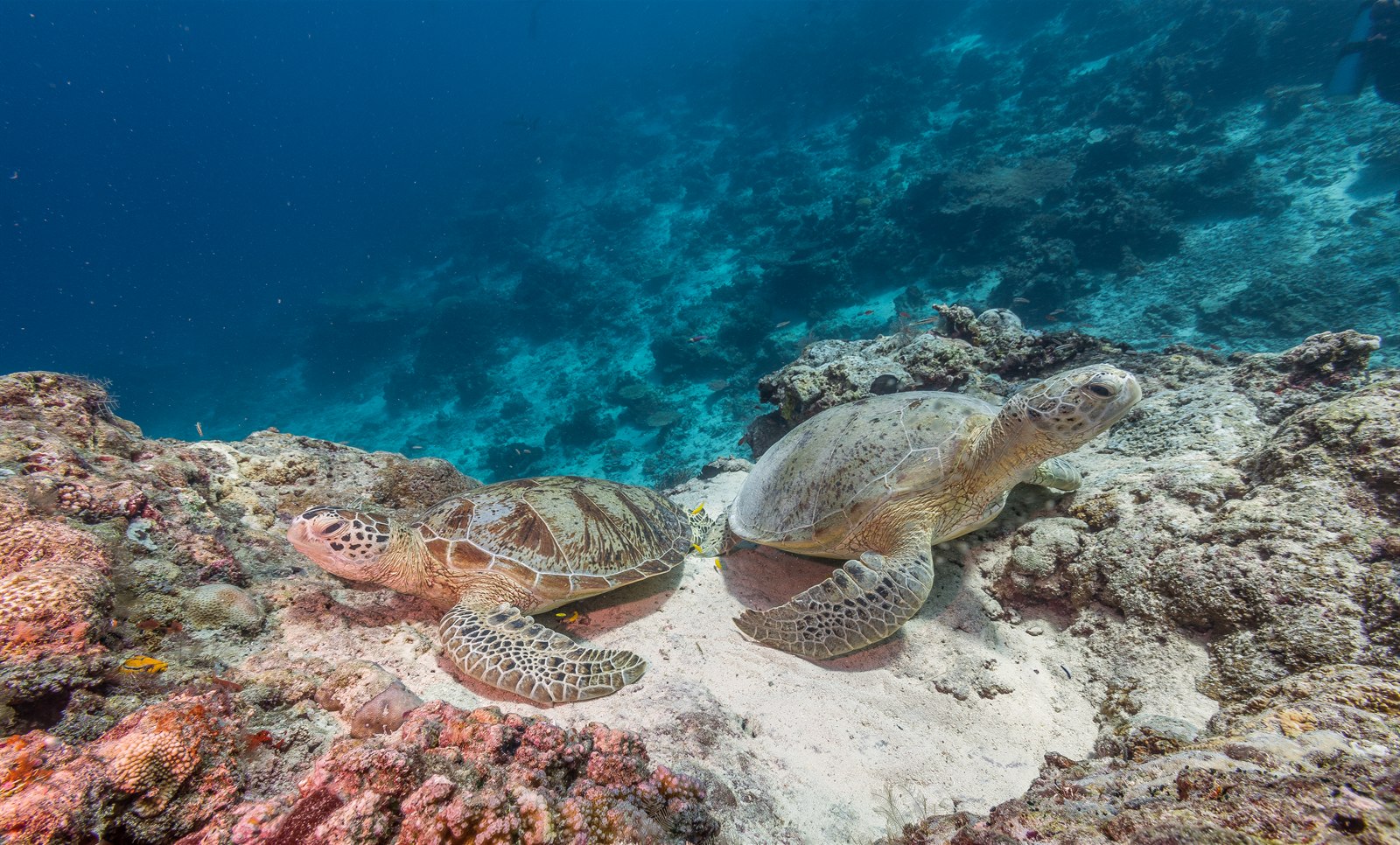 Green turtles resting on the reef, Sipadan