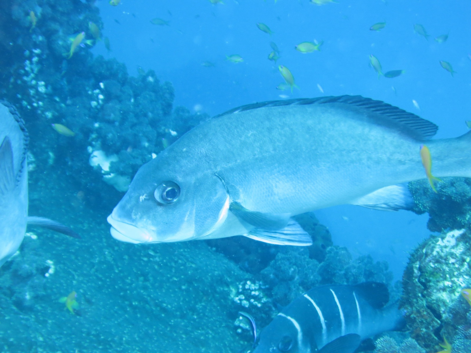 Photo of whitebarred rubberlip (Plectorhinchus playfairi) uploaded from iNaturalist .