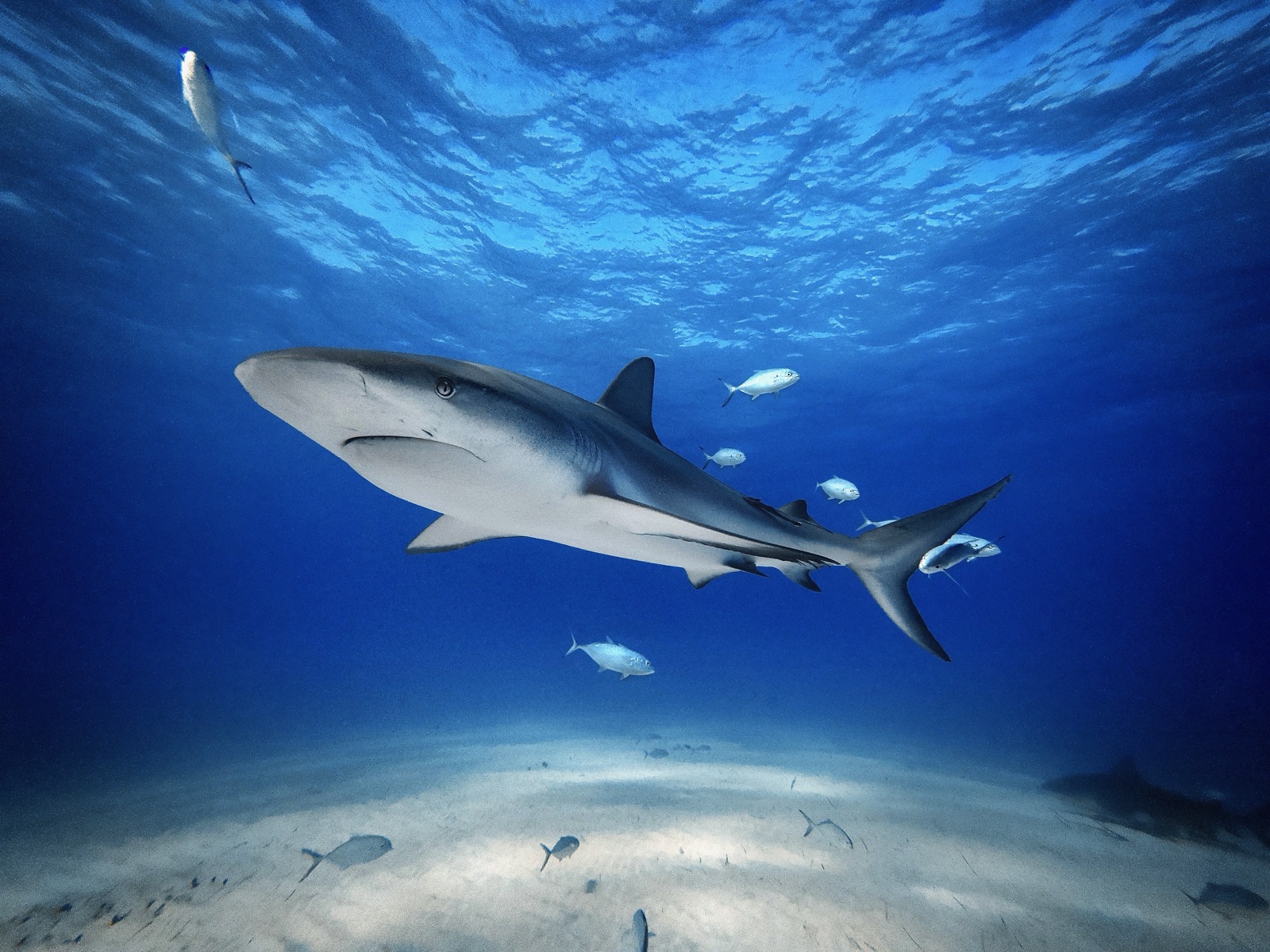 This image captures the serene beauty of a Caribbean Reef Shark swimming over the sandy ocean floor of Tiger Beach, Bahamas. The photograph, taken using an iPhone 14 Pro in a specialized diving case, conveys the graceful movement and…