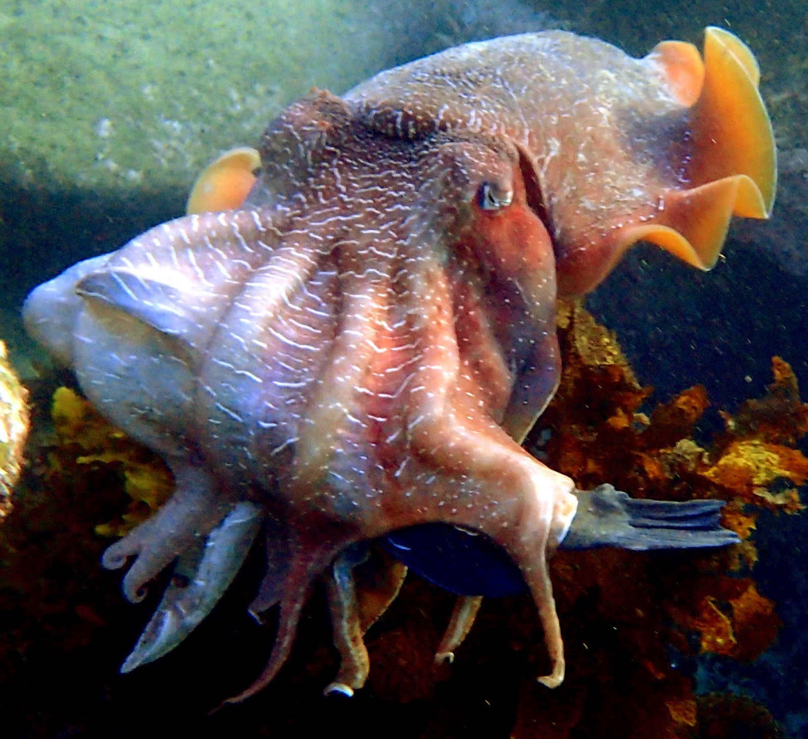 Australian Giant Cuttlefish