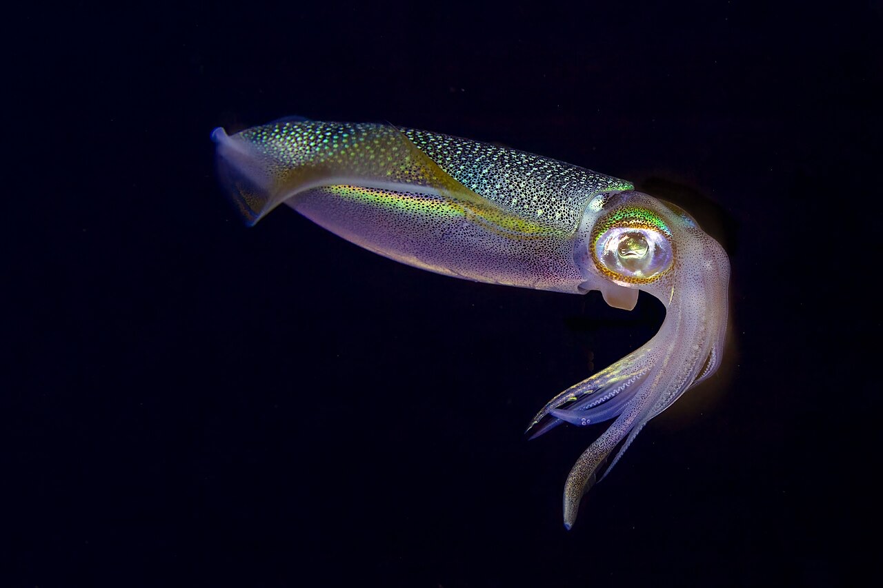Bigfin Reef Squid