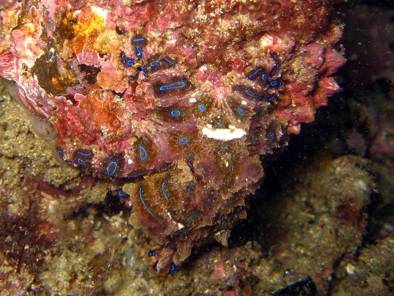 Blue-Ringed Octopus