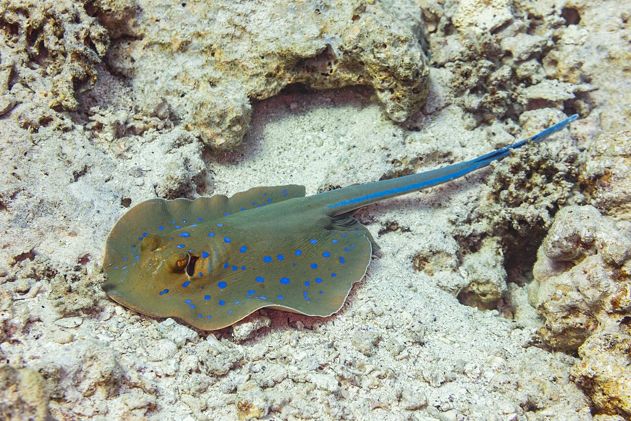 Blue-Spotted Ribbontail Ray