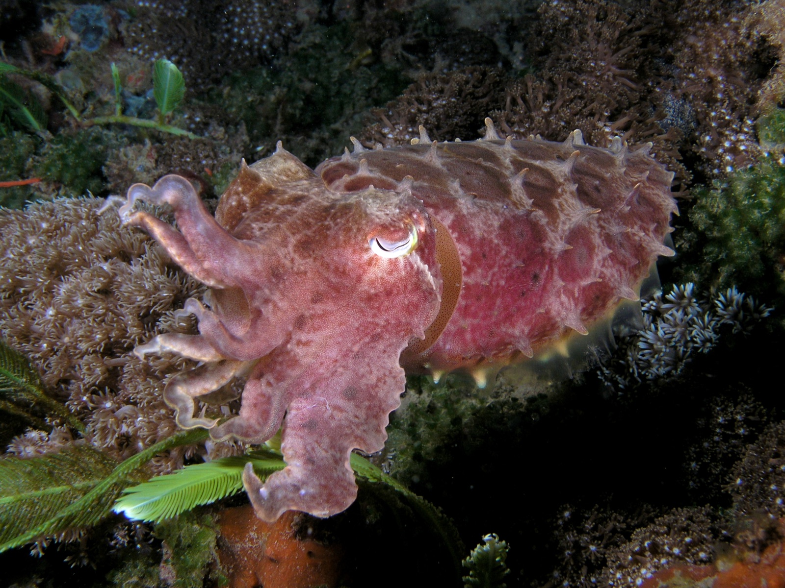 Broadclub Cuttlefish