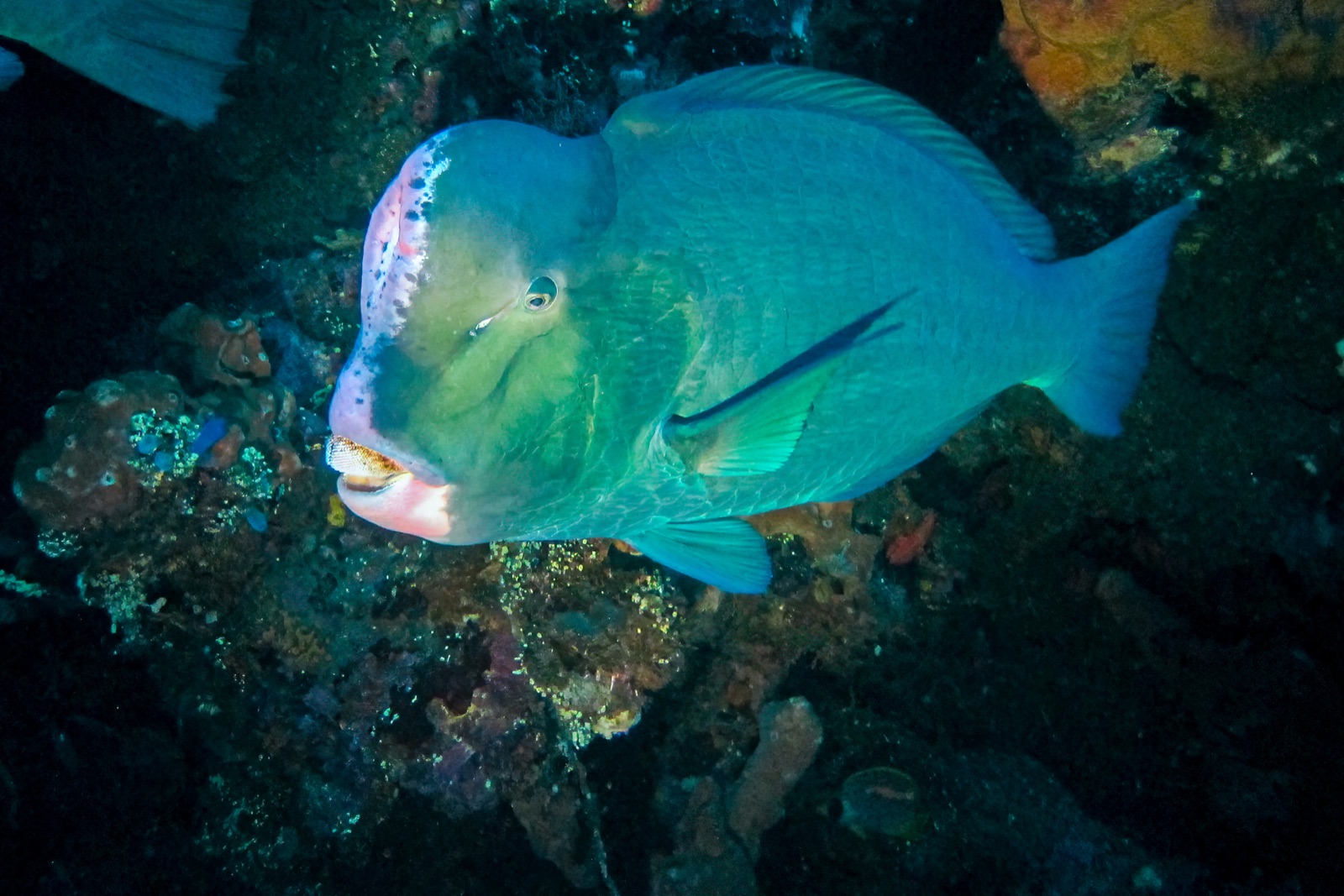 Bumphead Parrotfish