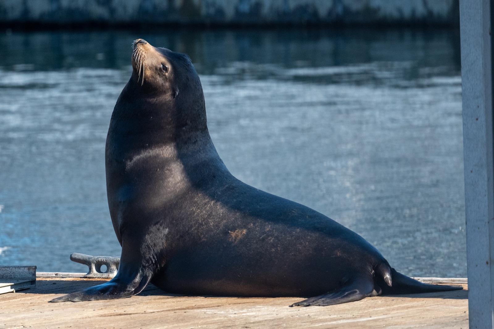 California Sea Lion