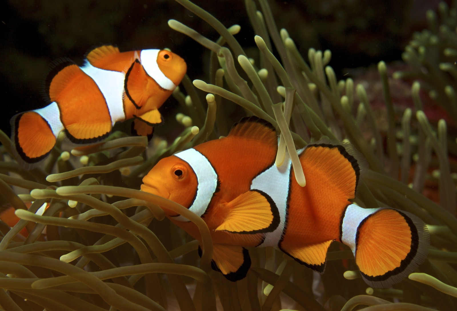 Clownfish & Anemonefish
