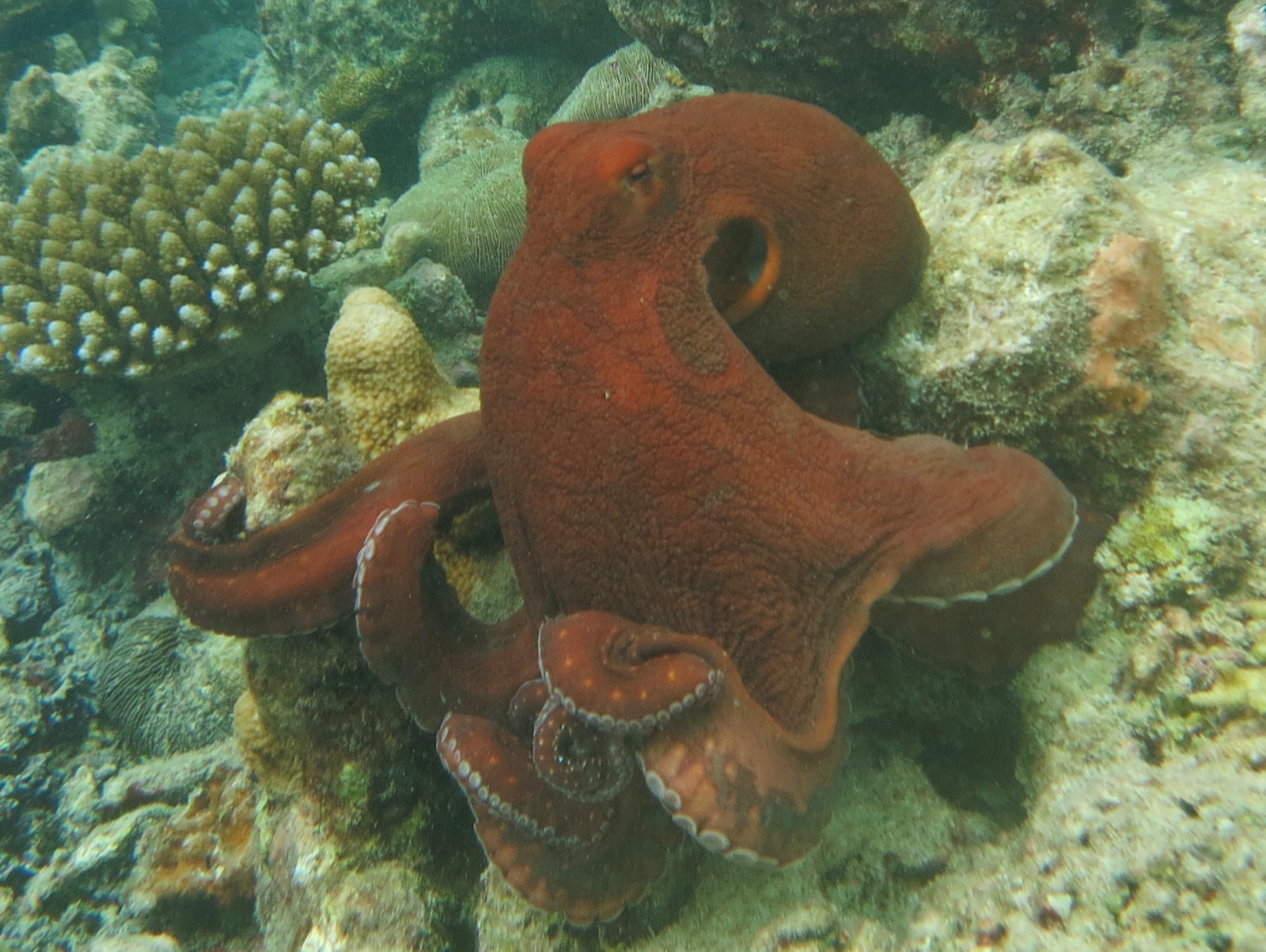 Common Reef (Day) Octopus