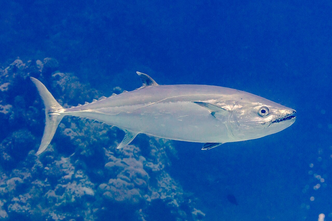 Dogtooth Tuna