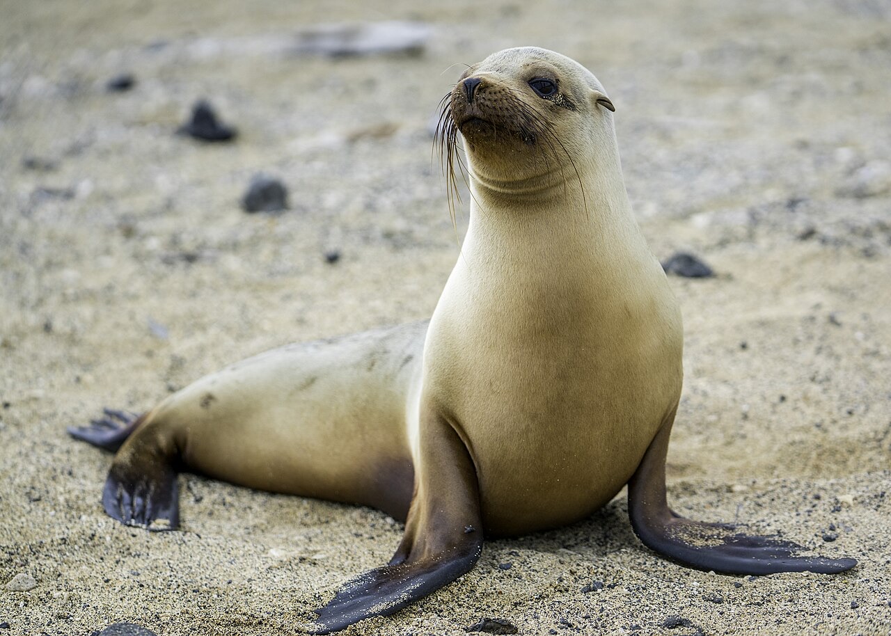 Galápagos Sea Lion