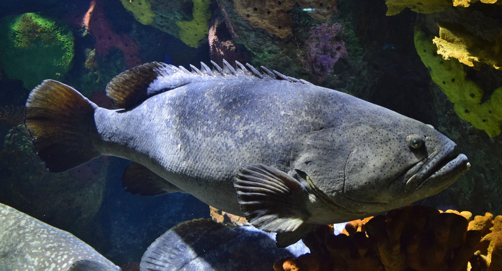 Giant Grouper