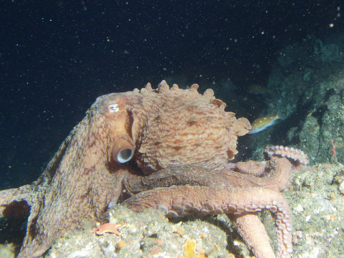 Giant Pacific Octopus