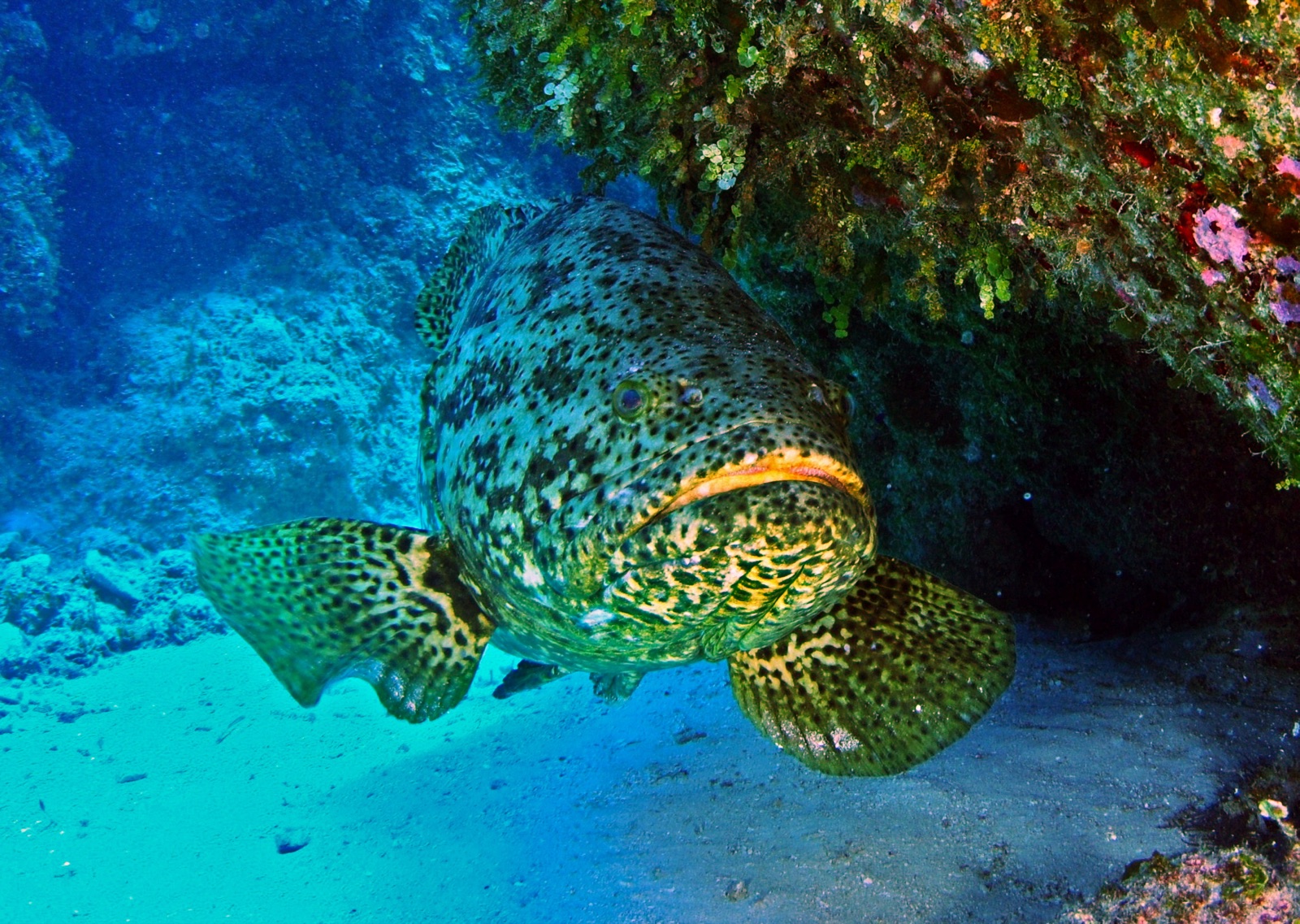 Atlantic Goliath Grouper