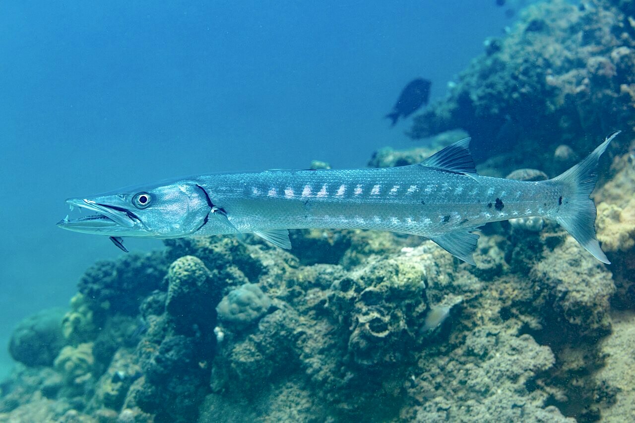 Great Barracuda