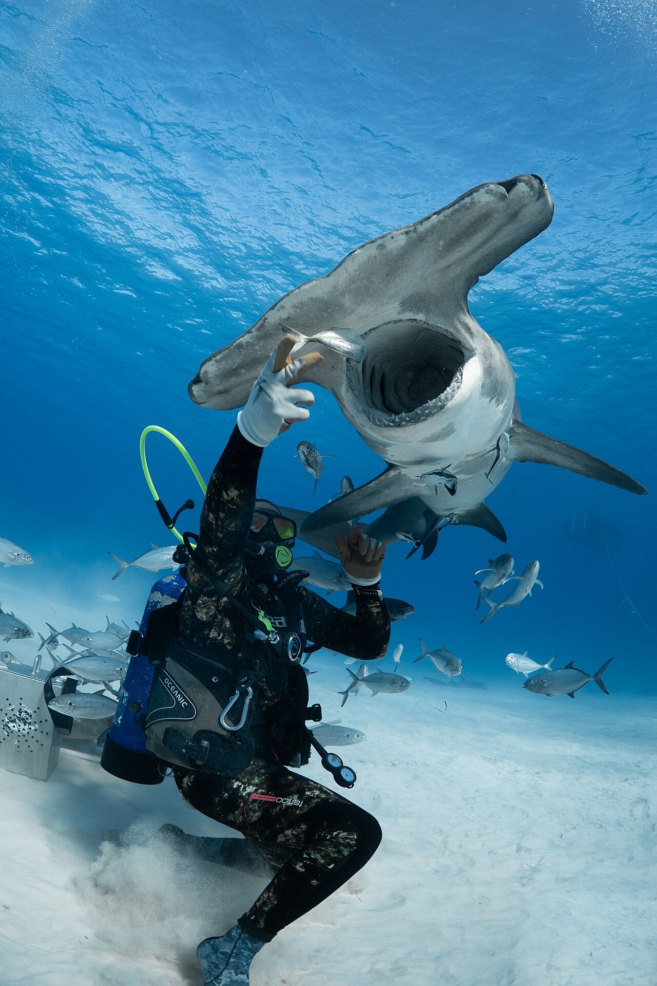 Great Hammerhead