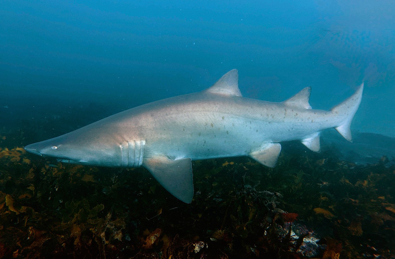 Grey Nurse Shark